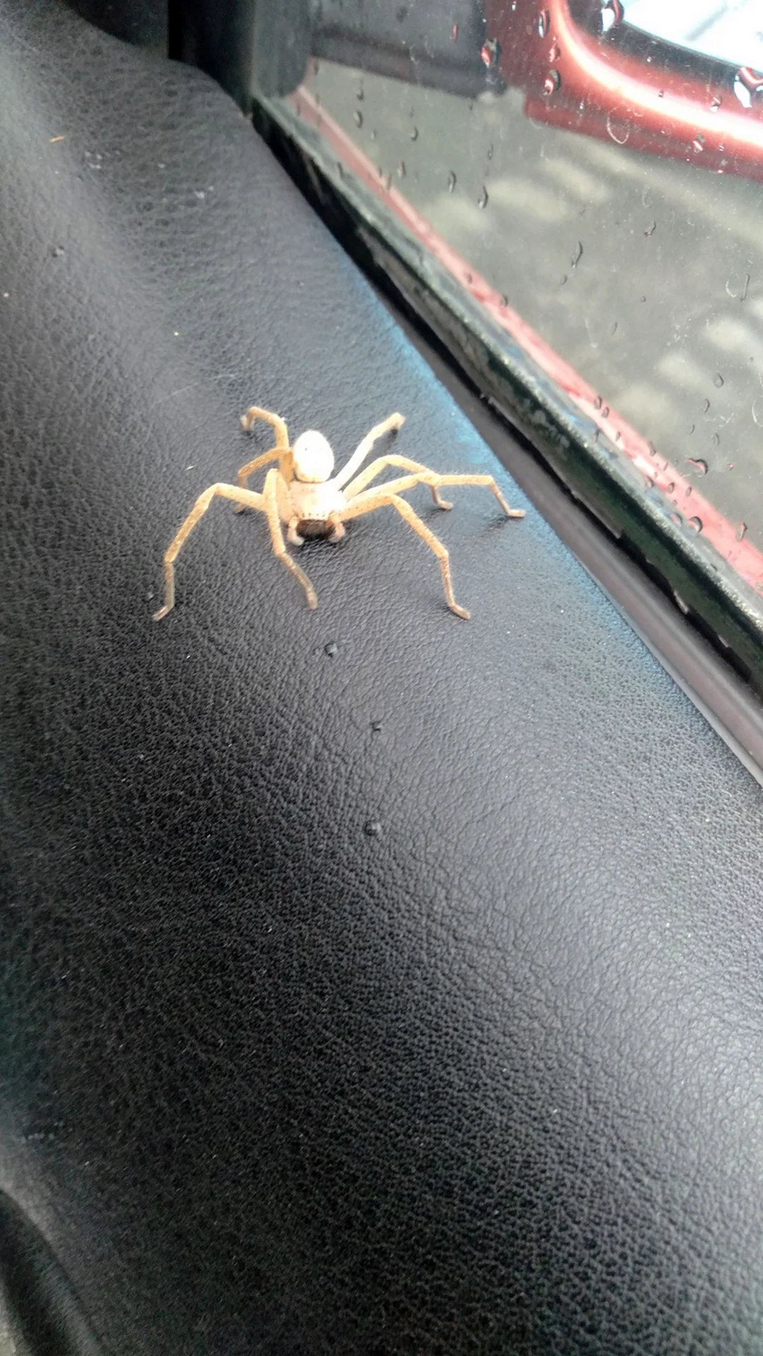 Белый паук в машине