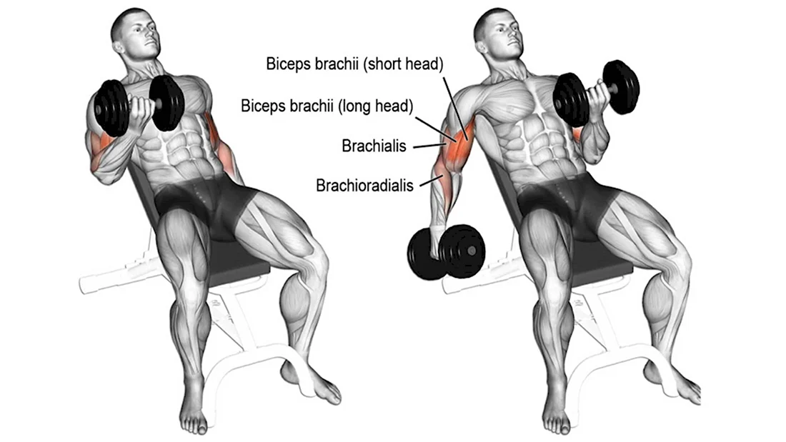 Брахиалис мышца упражнения