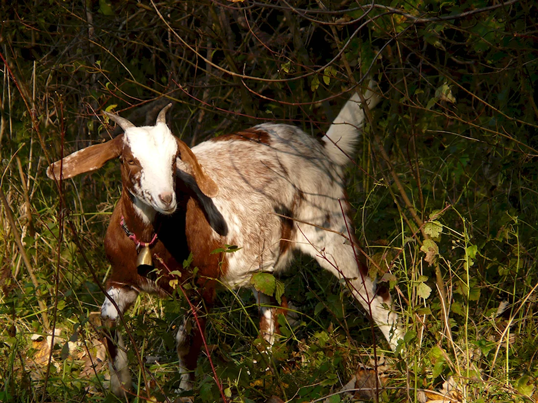 Domestic Goat Capra aegagrus hircus