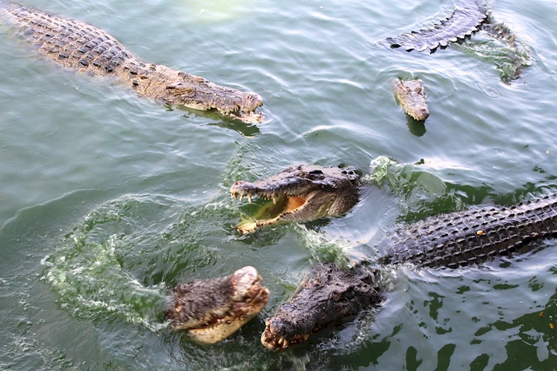 Гребнистый крокодил в Тайланде