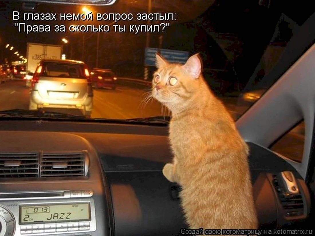 Кот за рулем прикол