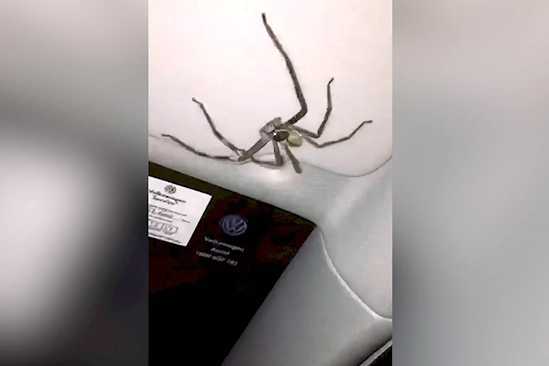 Огромный паук в машине