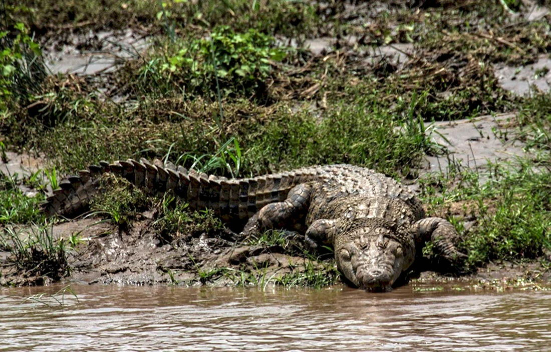 Пурус крокодил