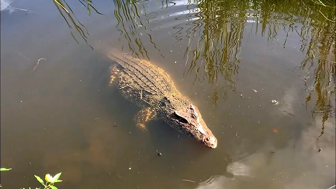 Русавкино-Романово крокодил