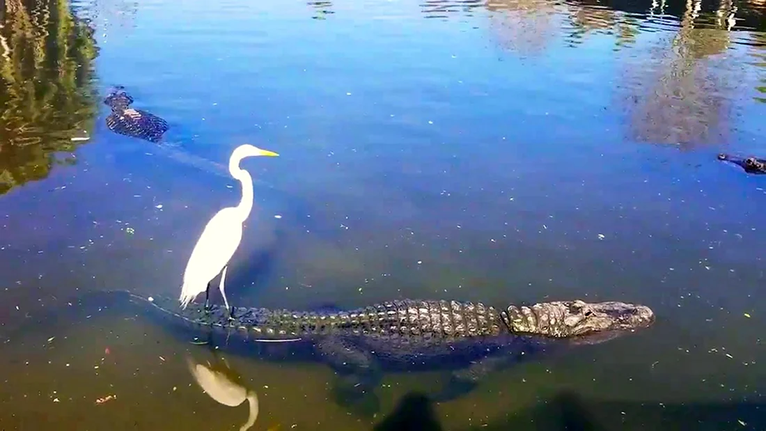 Цапля и крокодил