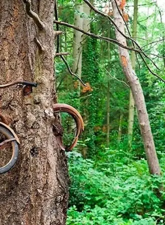Велосипедное дерево острова Вашон