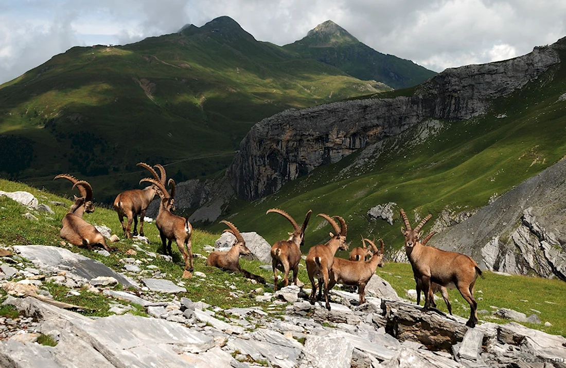 Альпийские горные козлы