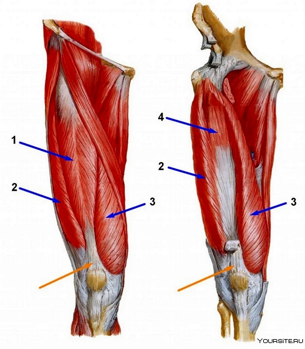 Медиальная мышца бедра (35 фото)