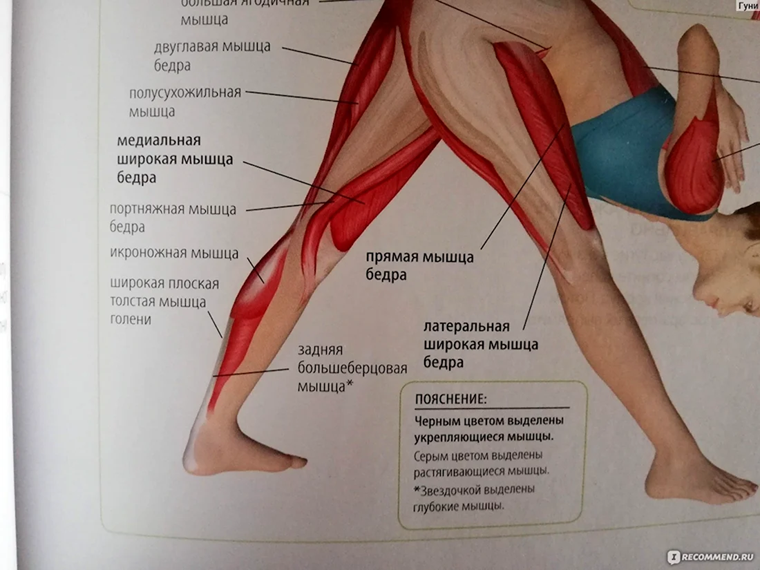 Медиальная мышца бедра (35 фото)