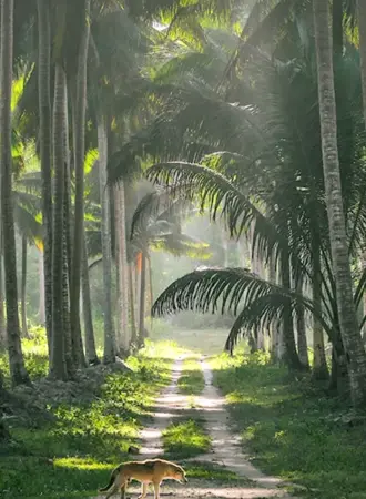 Филиппины джунгли