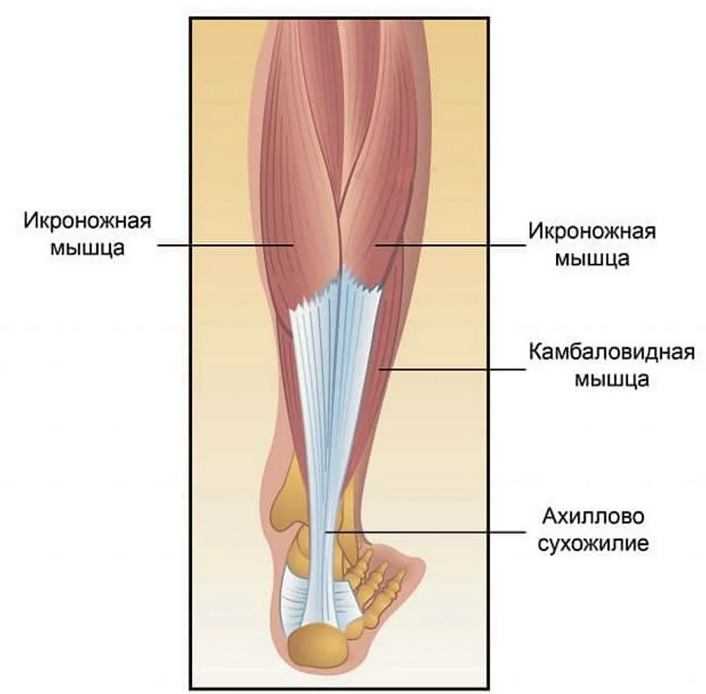 Камбаловидная мышца мышцы голени. Икроножная и камбаловидная мышцы анатомия. Сухожилия икроножной мышцы анатомия. Камбаловидная мышца голени. Камбаловидная мышца голени анатомия.