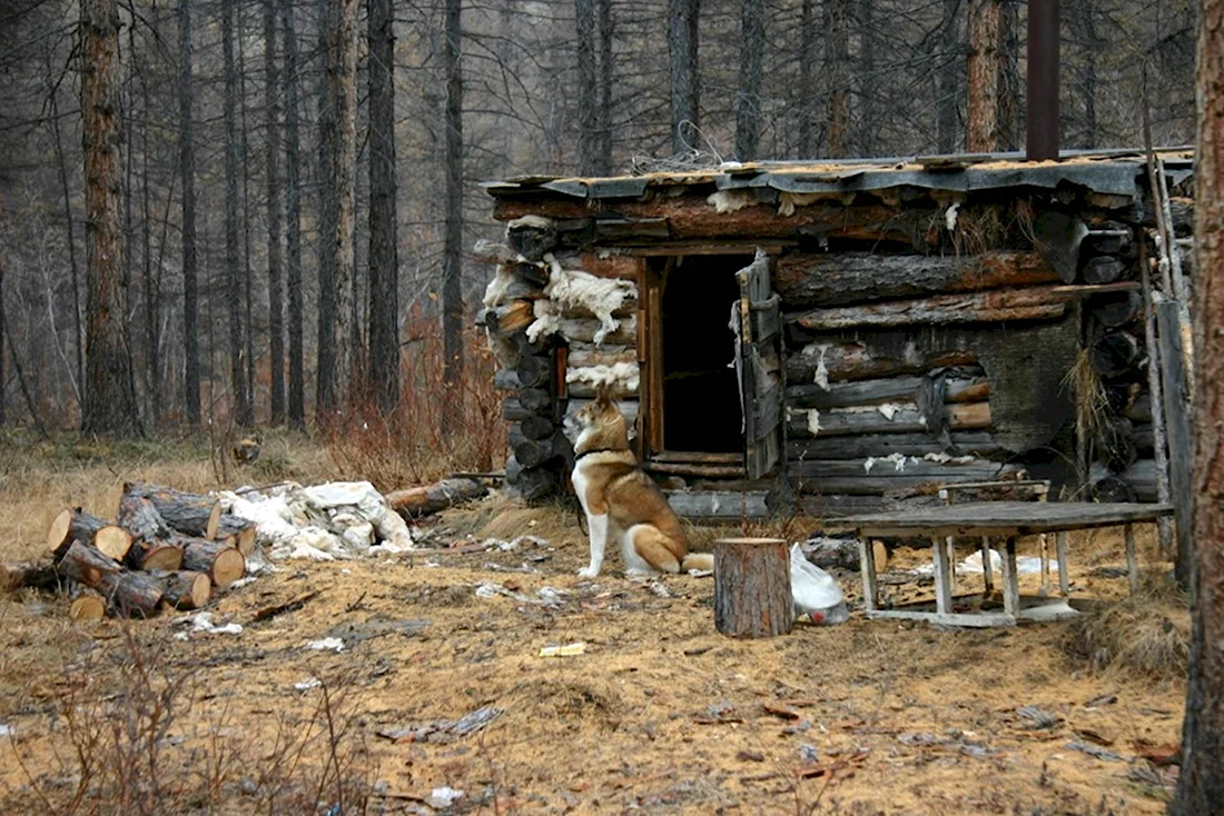 Охотничья избушка в лесу (45 фото)