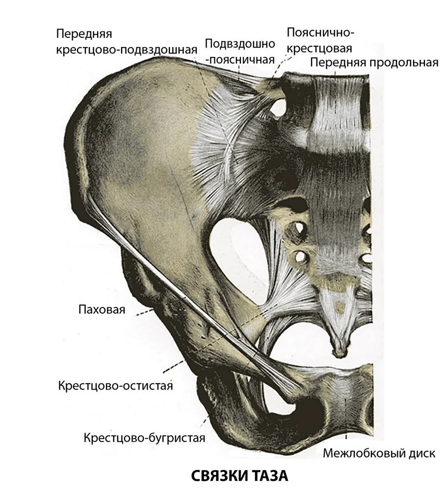 Сустав подвздошной кости. Крестцово-подвздошный сустав анатомия. Таз анатомия связеи. Крестцово-остистая связка анатомия.