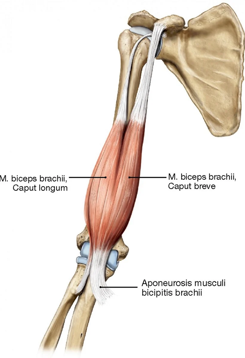 Дистальное сухожилие двуглавой мышцы. M. biceps brachii и m. brachialis. Biceps brachii longum. Бицепс плеча анатомия прикрепление. Musculus biceps brachii.