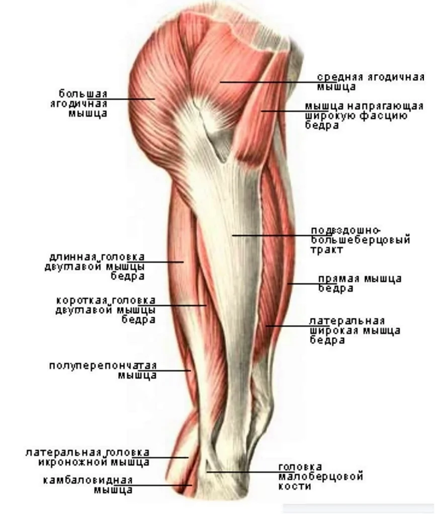 Медиальная мышца бедра (35 фото)