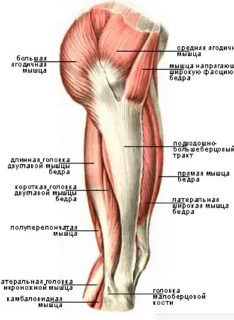 Мышцы бедра строение анатомия