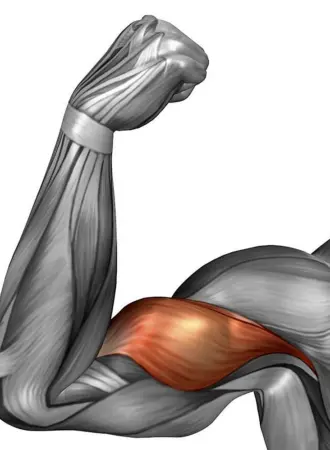 Мышцы бицепса анатомия