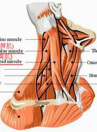Мышцы передней поверхности шеи анатомия