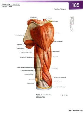 Мышцы плечевого пояса и плеча анатомия