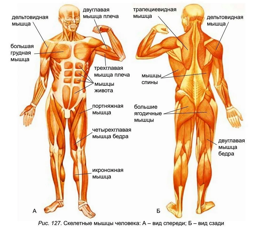 12 групп мышц. Строение скелетной мышцы человека 8 класс биология. Мышцы туловища и конечностей 8 класс биология. Перечислите основные функции скелетных мышц.. Функции скелетных мышц по биологии 8 класс.