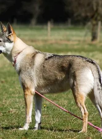 Порода собак чешский Волчак