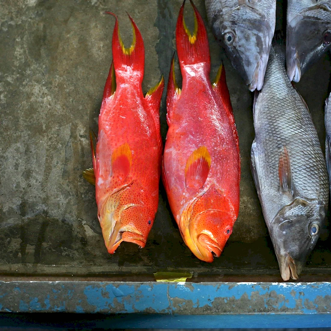 Рыбы Сейшельских островов