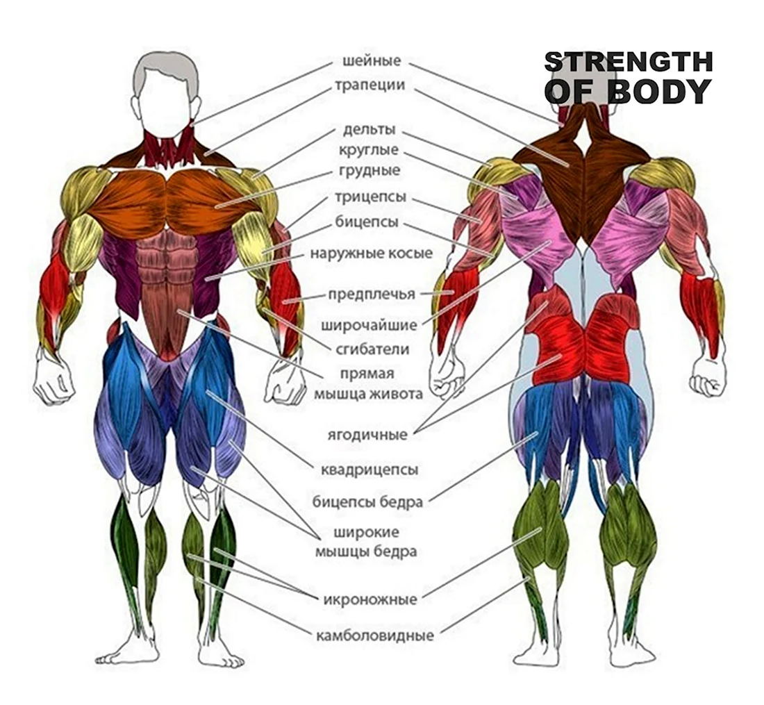 Крупнейшие мышцы тела. Строение человека мышцы анатомия. Строение мышц человека с названиями. Мышцы туловища схема. Строение человека мужчины мышцы.