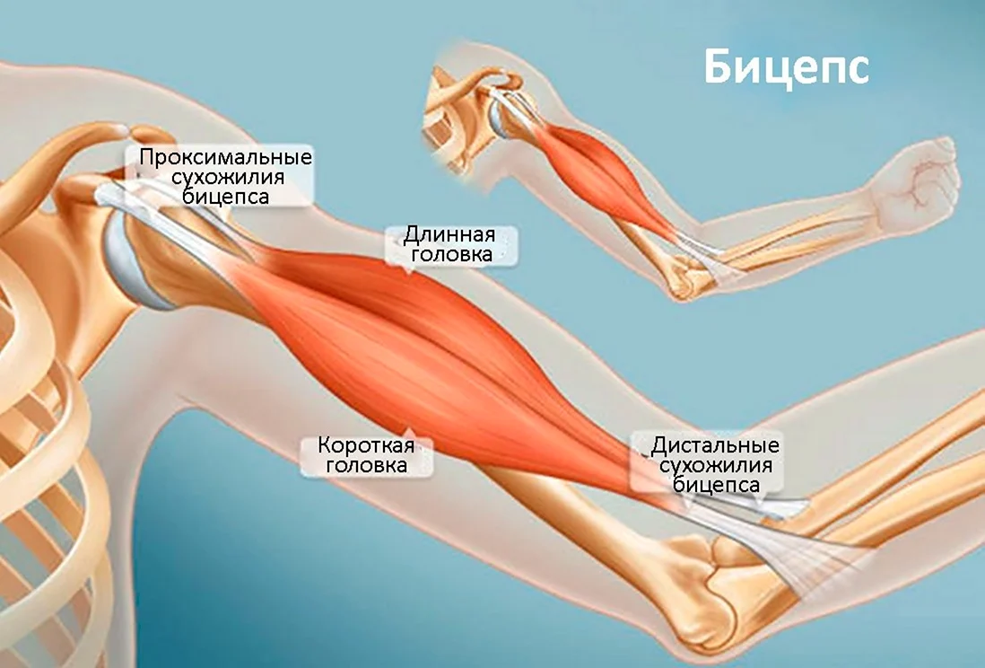 Вывих сухожилия длинной головки. Сухожилие бицепса плеча анатомия. Анатомия сухожилия длинной головки бицепса плеча. Сухожилие двуглавой мышцы плеча анатомия. Длинная головка двуглавой мышцы плеча анатомия.