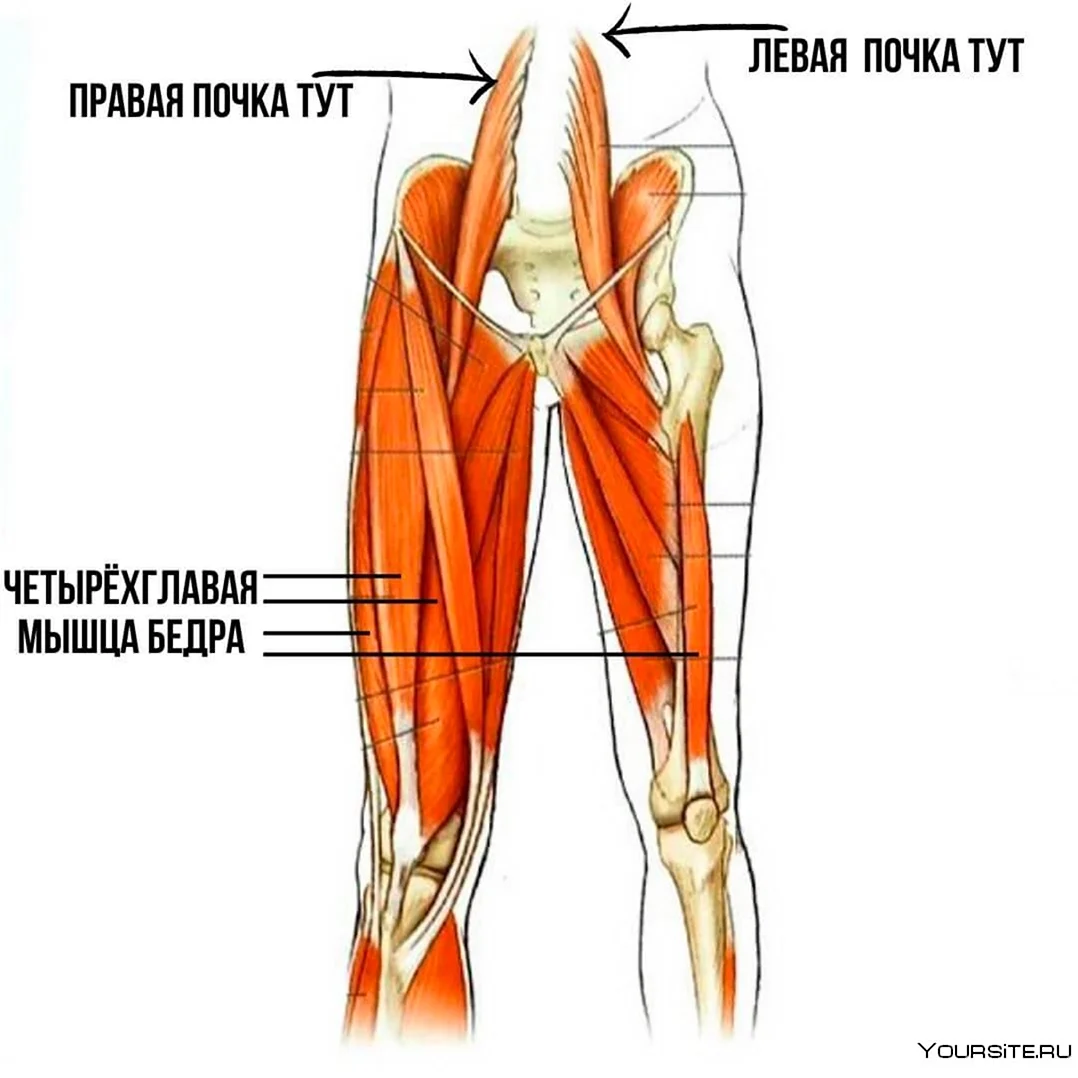 Медиальная мышца бедра (35 фото)