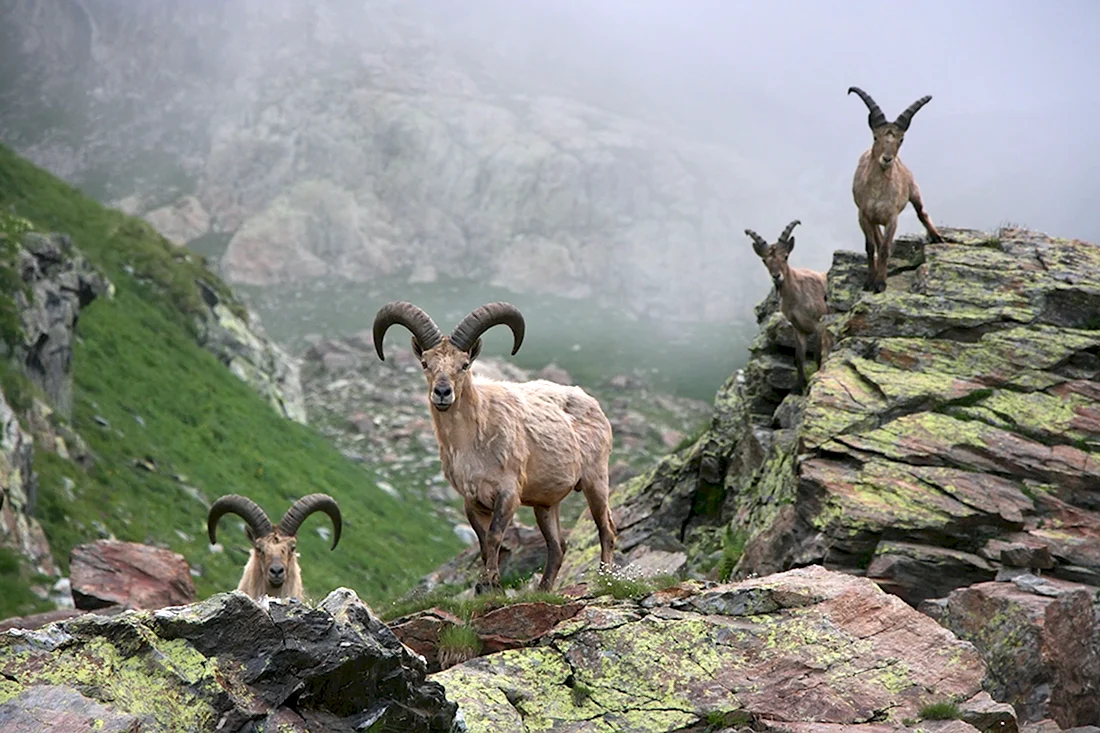 Тебердинский заповедник горный козел