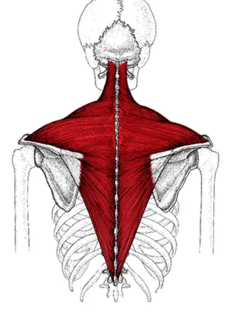 Трапециевидная мышца шеи анатомия