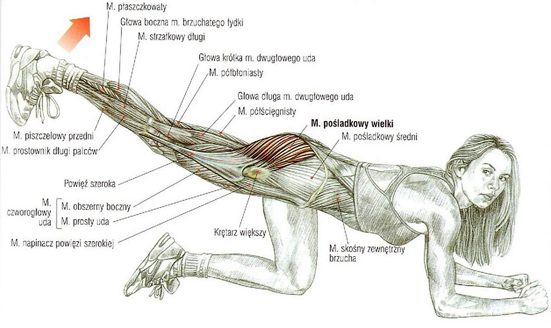 Боковая сторона бедра. Упражнения для ягодиц со схемой мышц. Отведение ноги назад для большой ягодичной мышцы. Как прокачать мышцы ног. Как качать прямую мышцу бедра.